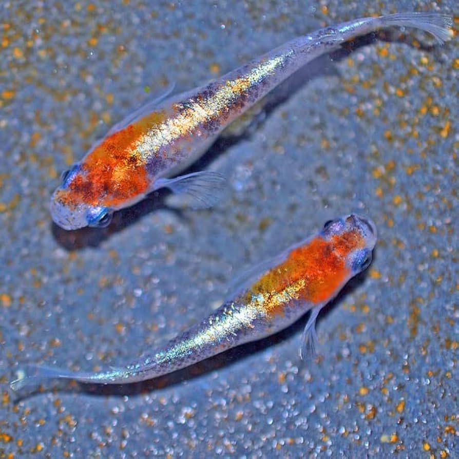 【7887】海外　墨魚先生新品　3/5/巻売り　貝殻光　人物系　星座　動物 7887】海外 墨魚先生新品 3/5/巻売り 貝殻光 人物系 星座 動物